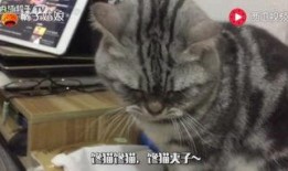 娱乐圈吃瓜猫,揭秘吃瓜猫背后的娱乐真相