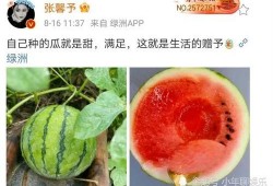 娱乐圈吃瓜是什么,揭秘明星背后的故事与真相
