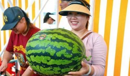 娱乐会吃瓜,揭秘明星们的“吃瓜”日常