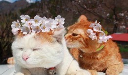 娱乐吃瓜酱收了你的猫粮,宠物界的“网红”效应