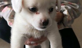 娱乐吃瓜酱小白狗