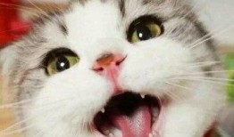 娱乐吃瓜君 折耳猫,折耳猫的神秘魅力与争议