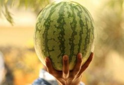 娱乐大瓜在线吃,娱乐大瓜在线吃，明星幕后故事大公开