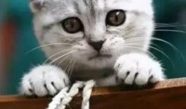 娱乐吃瓜君 折耳猫,折耳猫的神秘魅力与争议