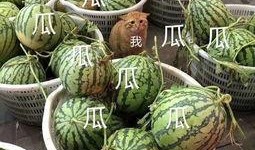 娱乐九吃瓜,九大热门吃瓜事件深度剖析