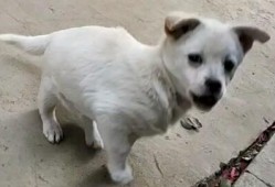 娱乐吃瓜酱小白狗