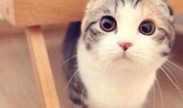 娱乐吃瓜君 折耳猫,折耳猫的神秘魅力与争议