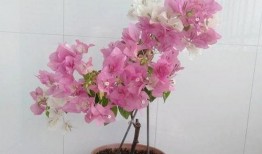 娱乐吃瓜酱三角梅