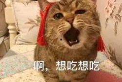 娱乐吃瓜酱收了你的猫粮,宠物界的“网红”效应