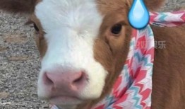 抖音娱乐吃瓜酱