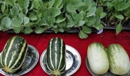 西瓜娱乐吃瓜,揭秘娱乐圈吃瓜群众的狂欢盛宴